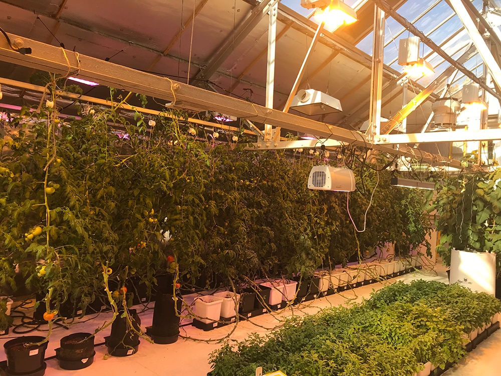 Growroom Updates Autopot Watering Systems Uk